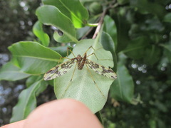 Mischoderus annuliferus