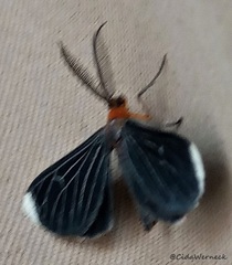 Melanchroia chephise