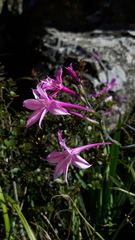 Radinosiphon leptostachya