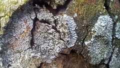 Hyperphyscia adglutinata
