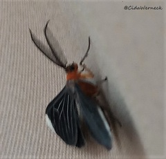 Melanchroia chephise