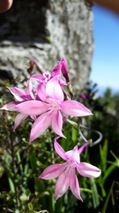 Radinosiphon leptostachya