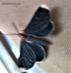 Melanchroia chephise