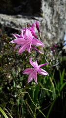 Radinosiphon leptostachya