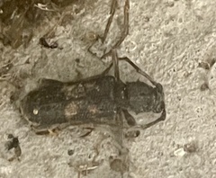 Phoracantha semipunctata