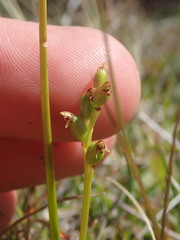 Microtis oligantha