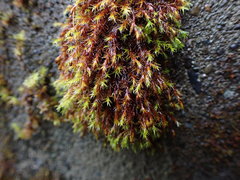 Schistidium papillosum