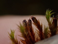 Schistidium papillosum