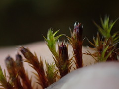 Schistidium papillosum