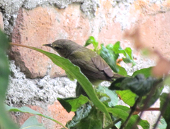 Leiothlypis peregrina