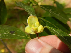 Exobasidium symploci