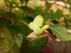 Exobasidium symploci