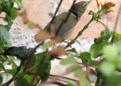 Leiothlypis peregrina