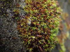 Schistidium papillosum