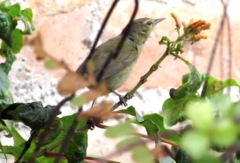 Leiothlypis peregrina