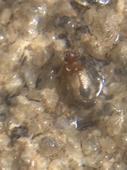 Lebia abdita