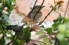 Leiothlypis peregrina