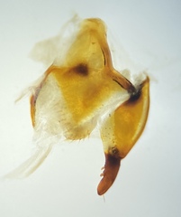 Pterostichus isabellae