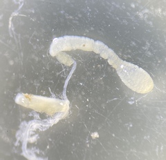 Pterostichus isabellae