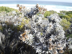Achyranthemum mucronatum