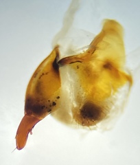 Pterostichus isabellae