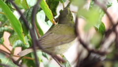 Leiothlypis peregrina