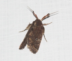 Elusa antennata