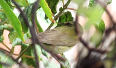 Leiothlypis peregrina