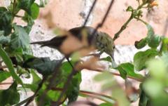 Leiothlypis peregrina