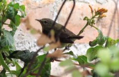 Leiothlypis peregrina