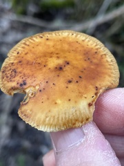 Flammulina rossica