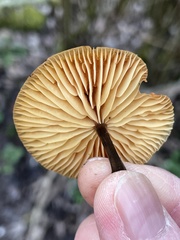 Flammulina rossica