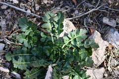Dryopetalon runcinatum