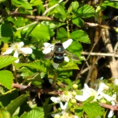 Xylocopa micans image