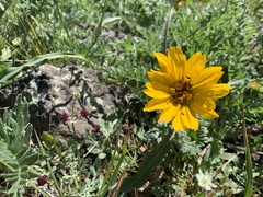 Balsamorhiza macrolepis