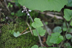 Tiarella polyphylla