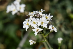Dryopetalon runcinatum
