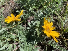 Balsamorhiza macrolepis