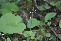 Tiarella polyphylla