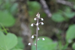 Tiarella polyphylla