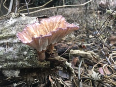 Cymatoderma elegans image