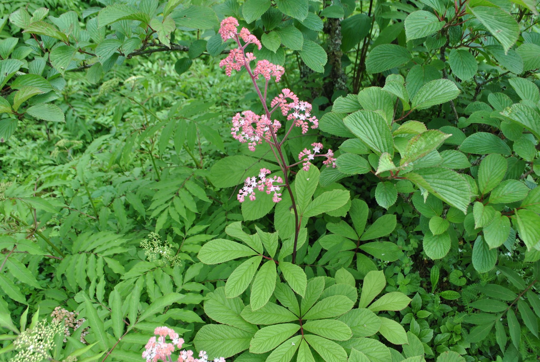 Rodgersia sambucifolia