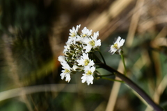 Dryopetalon runcinatum
