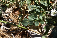 Dryopetalon runcinatum