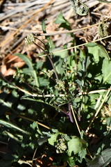 Dryopetalon runcinatum