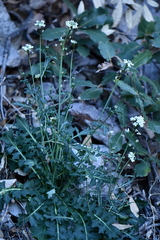 Dryopetalon runcinatum