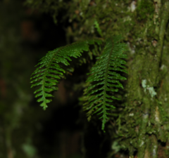 Tomophyllum subminutum