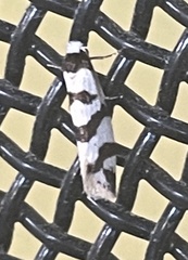 Lepidoscia characota