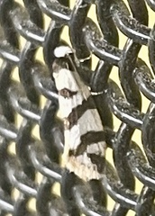 Lepidoscia characota