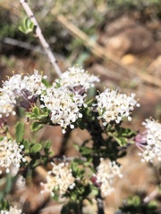 Ceanothus roderickii